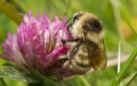 Zandhommel op rode klaver