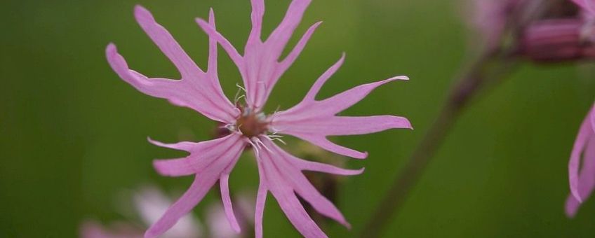 Echte koekoeksbloem