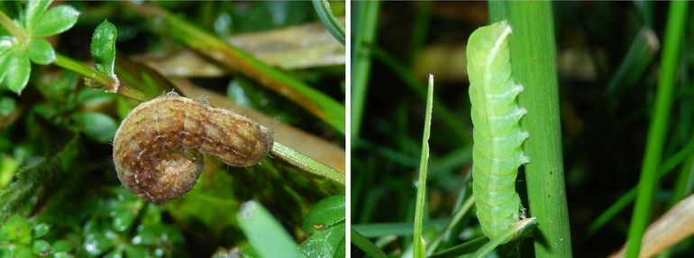 De rupsen van de agaatvinder zijn zeer variabel van kleur, van felgroen tot donkerbruin