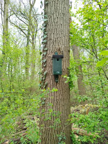 In nestkast nummer 138 heeft de vroegste koolmees sinds 1955 haar eieren gelegd