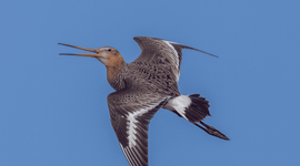 Peter van Graafeiland Grutto in de lucht