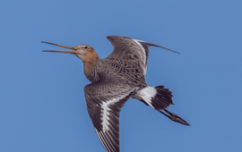 Peter van Graafeiland Grutto in de lucht