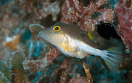 sharpnose pufferfish