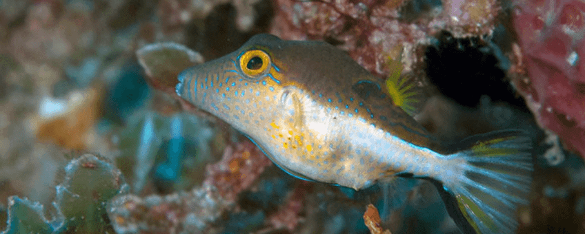 sharpnose pufferfish