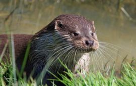 Pixabay - https://pixabay.com/nl/photos/otter-dier-detailopname-portret-275962/ Otter