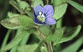 Fornax Veronica triphyllos. Handjesereprijs. Foto: Fornax, GFD-licentie