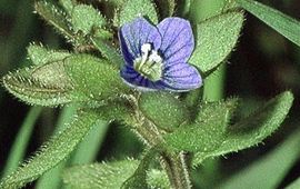 Veronica triphyllos. Handjesereprijs. Foto: Fornax, GFD-licentie