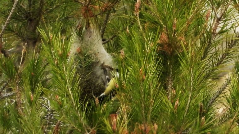 Koolmees haalt dennenprocessierups uit nest