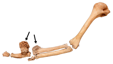 Protrusions on the wing bones of the Rodrigues solitaire