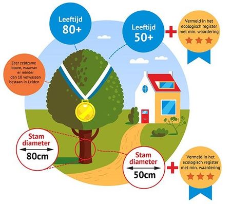 Infographic: welke bomen in Leiden zijn waardevol?