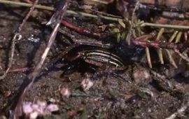 Arnold van Vliet Goudrandloopkever, Carabus nitens 16 september 2009 in Mantingerveld