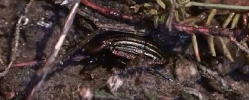 Goudrandloopkever, Carabus nitens 16 september 2009 in Mantingerveld