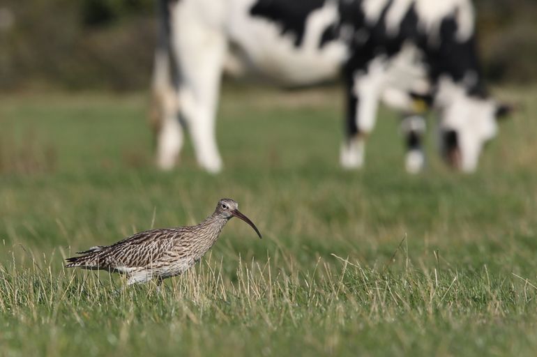 De wulp is behalve een kustvogel ook een weidevogel