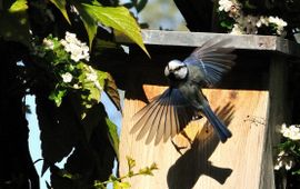 Parus caeruleus. Pimpelmees