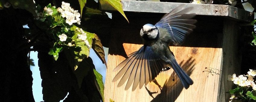 Parus caeruleus. Pimpelmees