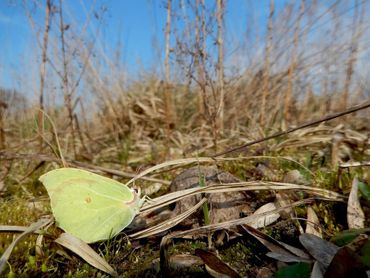 Citroenvlinder zit graag op dood plantenmateriaal om op te warmen