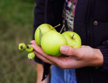 Goed en slecht bestoven appels