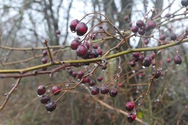 Eenstijlige meidoorn in Arboretum Poort Bulten