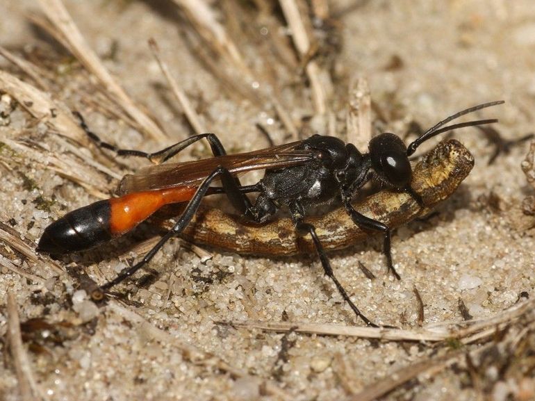 Vrouwtje behaarde rupsendoder met rups gewone heispanner