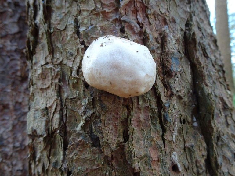 Zilveren boomkussens groeien op dood hout, zowel staand hout als liggende stronken