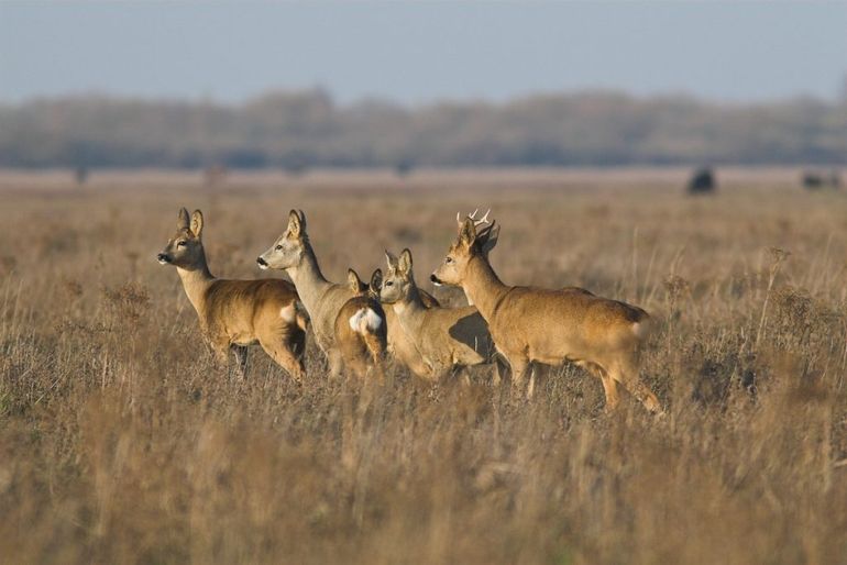 De bronsttijd bij de reeën gaat bijna beginnen