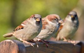 Passer domesticus. Huismus