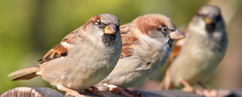 Passer domesticus. Huismus