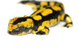 Een jonge vuursalamander, overleden door infectie met de salamanderschimmel Batrachochytrium salamandrivorans (Bsal)