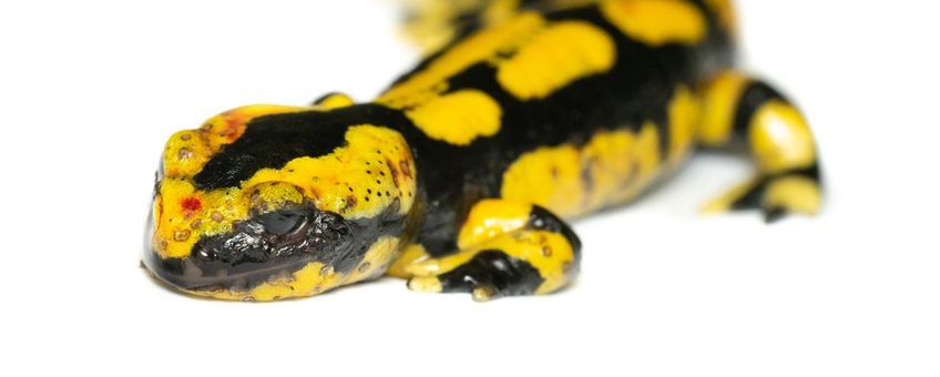 Een jonge vuursalamander, overleden door infectie met de salamanderschimmel Batrachochytrium salamandrivorans (Bsal)