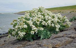 Ed Stikvoort, Saxifraga Zeekool