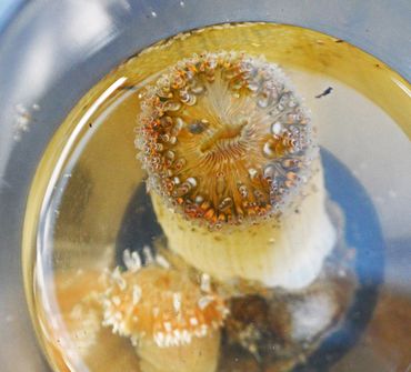 Aangespoelde Gewone slibanemonen in een glazen potje in de ijskast. Als ze zich langzaam uitstrekken zijn ze goed te herkennen en op naam te brengen