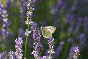 Uit het Landelijk Meetnet Vlinders blijkt dat het klein geaderd witje min of meer stabiel is gebleven, terwijl andere koolwitjes in de laatste tientallen jaren achteruit zijn gegaan