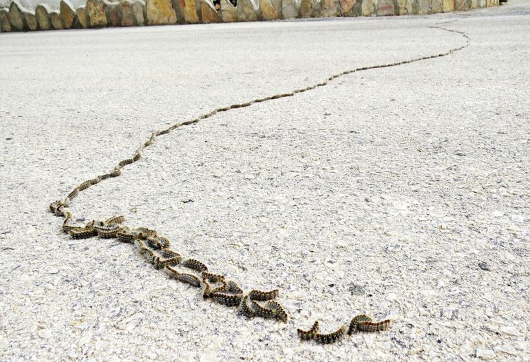 Als de rupsen volgroeid zijn verlaten ze de nesten en gaan aan de wandel om een plek in de grond te zoeken om te verpoppen. Dit is het moment waarop ze makkelijk overlast kunnen veroorzaken voor mens en dier. Omdat ze ook op de weg lopen worden ze vaak doodgereden waarbij de brandharen achterblijven. Net als bij de eikenprocessierups kunnen de brandharen van de dennenprocessierupsen nog jaren actief blijven