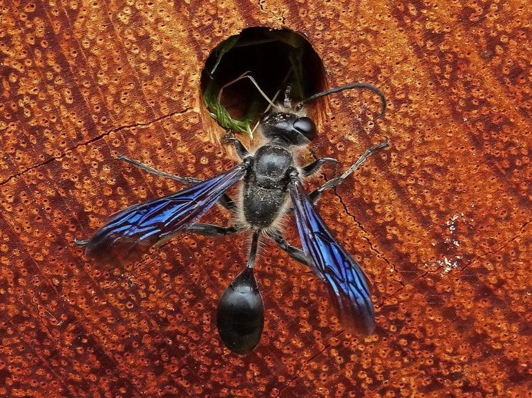 Vrouwtje Mexicaanse zwartsteel bij nestingang