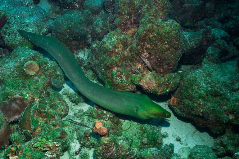 Green moray eel