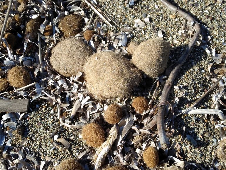 Goede kans dat deze zeeballen van Neptunusgras van de Toscaanse kust plasticdeeltjes bevatten 