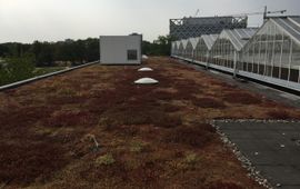 Sedum dak op de campus van Wageningen University, juli 2018