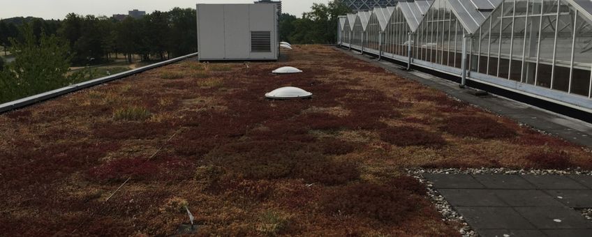 Sedum dak op de campus van Wageningen University, juli 2018