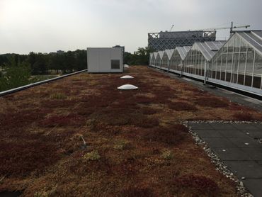 Sedumdak op de campus van Wageningen University, juli 2018