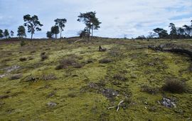 Dominantie van grijs kronkelsteeltje na verwijderen van dennenopslag in het Nationaal Park Maasduinen