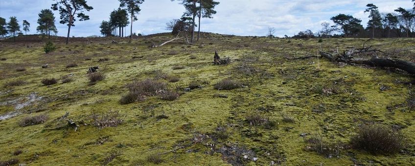 Dominantie van grijs kronkelsteeltje na verwijderen van dennenopslag in het Nationaal Park Maasduinen