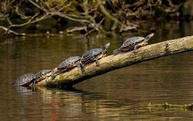 Marc Willaert roodwangschildpad