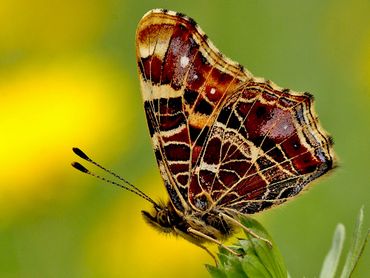 De onderkant van de vleugels van het landkaartje heeft een fraai patroon van kleuren en lijnen