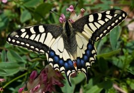 Papilio machaon. Koninginnenpage