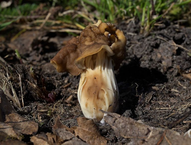 Geaderde kluifzwam--Helvella fusca