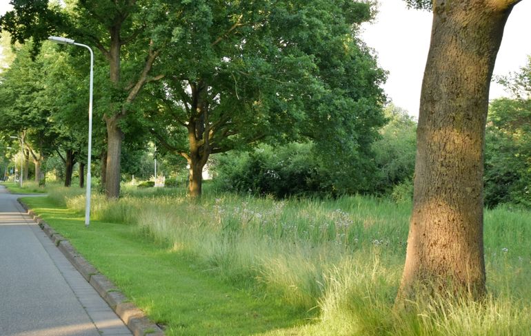 Een voorbeeld van een situatie waar ooit ingezaaid Groot streepzaad al meer dan tien jaar goed wordt beheerd. Langs een reeks vijverpartijen, die het dorp Buitenpost (Noordoost-Friesland) als ‘groenvoorziening’ omsluiten, wordt met maaien-en-sparen gewacht tot de planten zaad hebben gezet