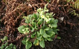 De Tuinen van Appeltern sleutelbloem (Primula) op 19 februari 2014