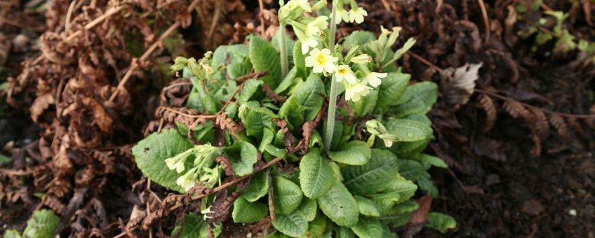 sleutelbloem (Primula) op 19 februari 2014