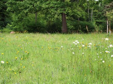 Kruidenrijk grasland zorgt voor een gezonde bodem en vormt leefgebied voor veel insecten