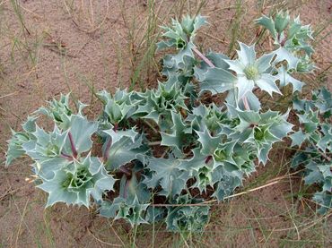 Sea bar with blue sea thistle